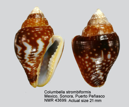 Columbella strombiformis.jpg - Columbella strombiformisLamarck,1822